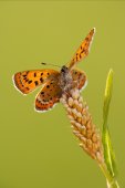 Blauwe vuurvlinder op waardplant