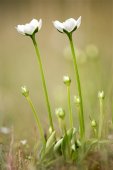 Parnassia