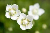 Parnassia