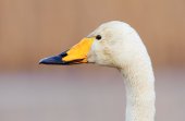 Wilde zwaan