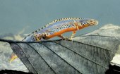 Alpenwatersalamander