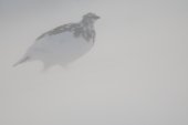 Alpensneeuwhoen