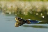Europese moerasschildpad