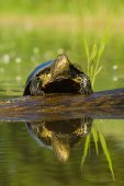 Europese moerasschildpad