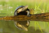 Europese moerasschildpad