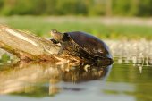 Europese moerasschildpad