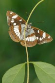 Blauwe ijsvogelvlinder