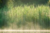 Riet langs een meer