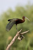 Zwarte ibis
