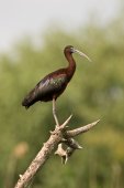 Zwarte ibis