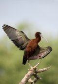 Zwarte ibis