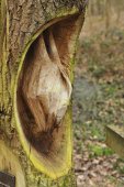 Vleermuissculptuur in boom