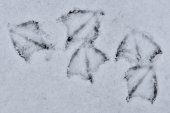 Pootjes in de sneeuw