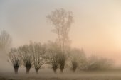 Oude knotwilgenrij