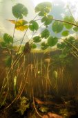 Onderwaterlandschap met waterlelie