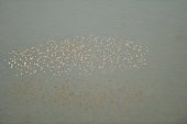 Groep Drieteenstrandlopers