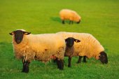 Schapen