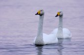 Duo wilde zwanen