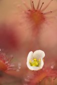 Bloem van Kleine zonnedauw
