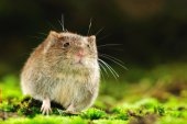 Rosse woelmuis