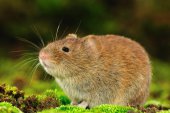 Rosse woelmuis