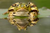 Groene kikker met spiegelbeeld