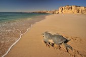 Groene zeeschildpad