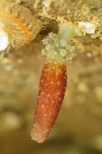 Candelabrum Cocksi
