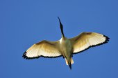 Heilige ibis