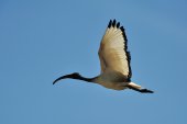Heilige ibis