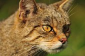 Wilde kat