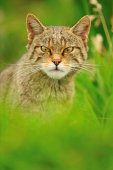 Wilde kat