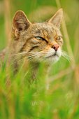 Wilde kat