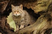 Wilde kat