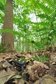 Vuursalamander in het bos