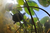 Europese moerasschildpad