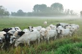 Laag-Vlaanderen
