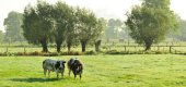 Avelgemse Scheldemeersen