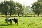 Avelgemse Scheldemeersen