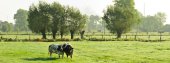 Avelgemse Scheldemeersen