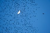 Sperwer en spreeuwenwolk