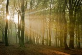 Zonnestralen in beukenbos