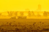 Bronst-toerisme in de Oostvaardersplassen