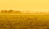 Edelherten in de Oostvaardersplassen
