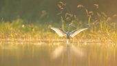 Kleine zilverreiger