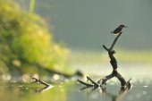 IJsvogel met visje
