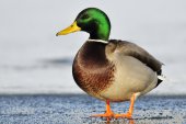 Wilde eend