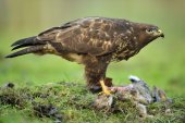 Buizerd