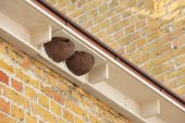 Ophangen van zwaluw-nestkasten