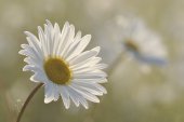 Margriet in een bloemenweide